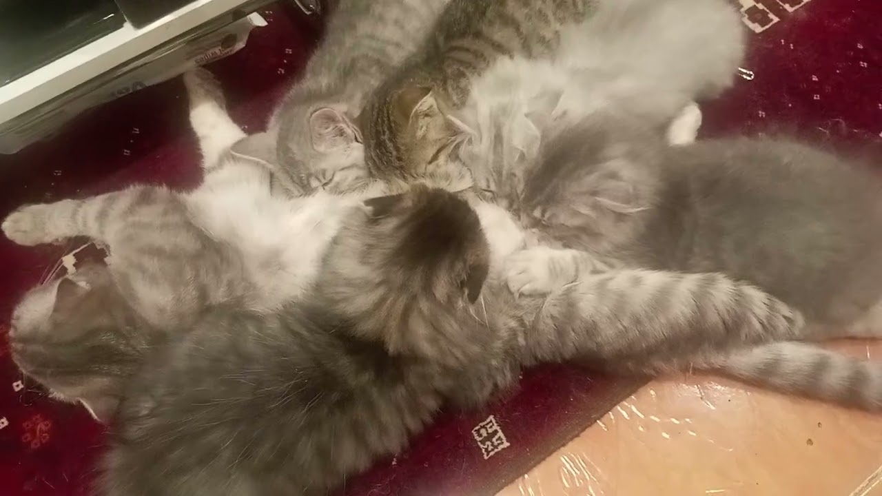 5 Kittens so cute while sucking milk 