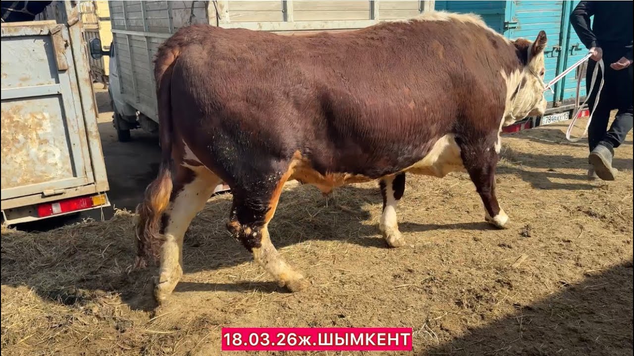 Шымкент мал бағасы 18.03.26ж