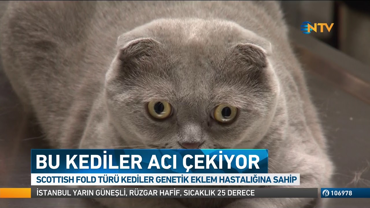 Acı &Ccedil;eken Kediler Scottish Fold (Atakent Veteriner)