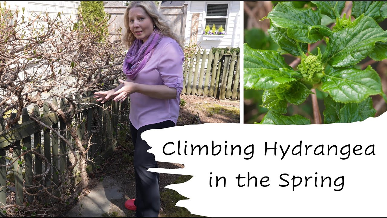 Climbing Hydrangea in the Spring