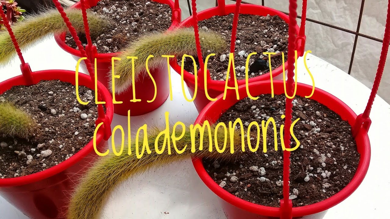 Colas de mono(cleistocactus colademononis. Especial y tips