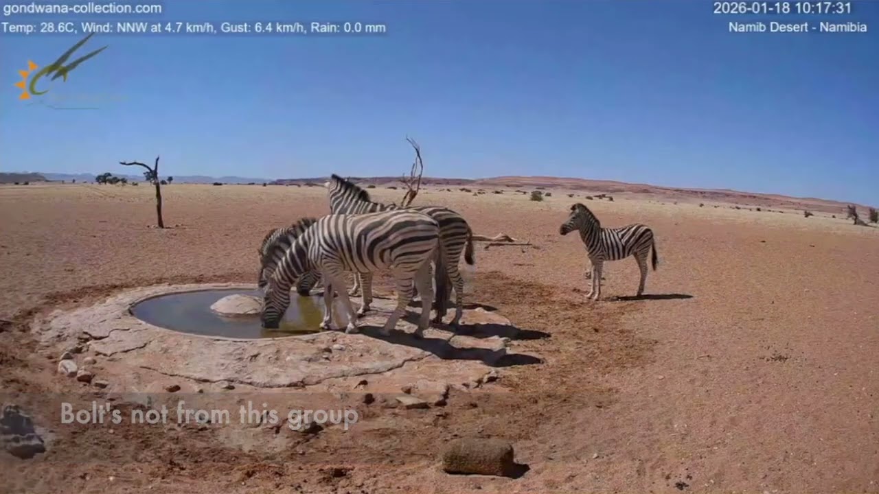Ink Jet: Fax Error Brings her New Foal to the Waterhole2026-01-18