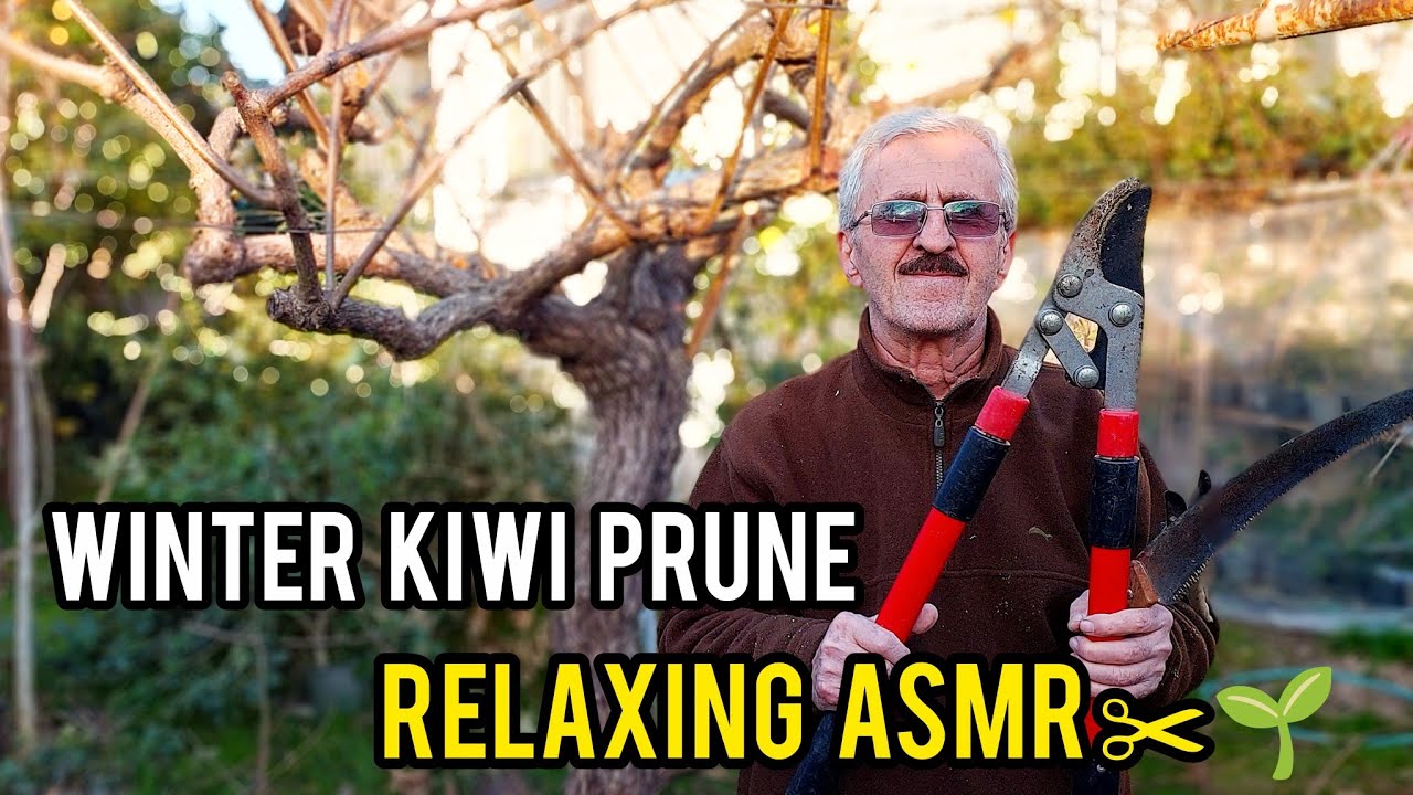 Winter Kiwi Vine Pruning | Relaxing Garden ASMR No Talking 🌿✂️