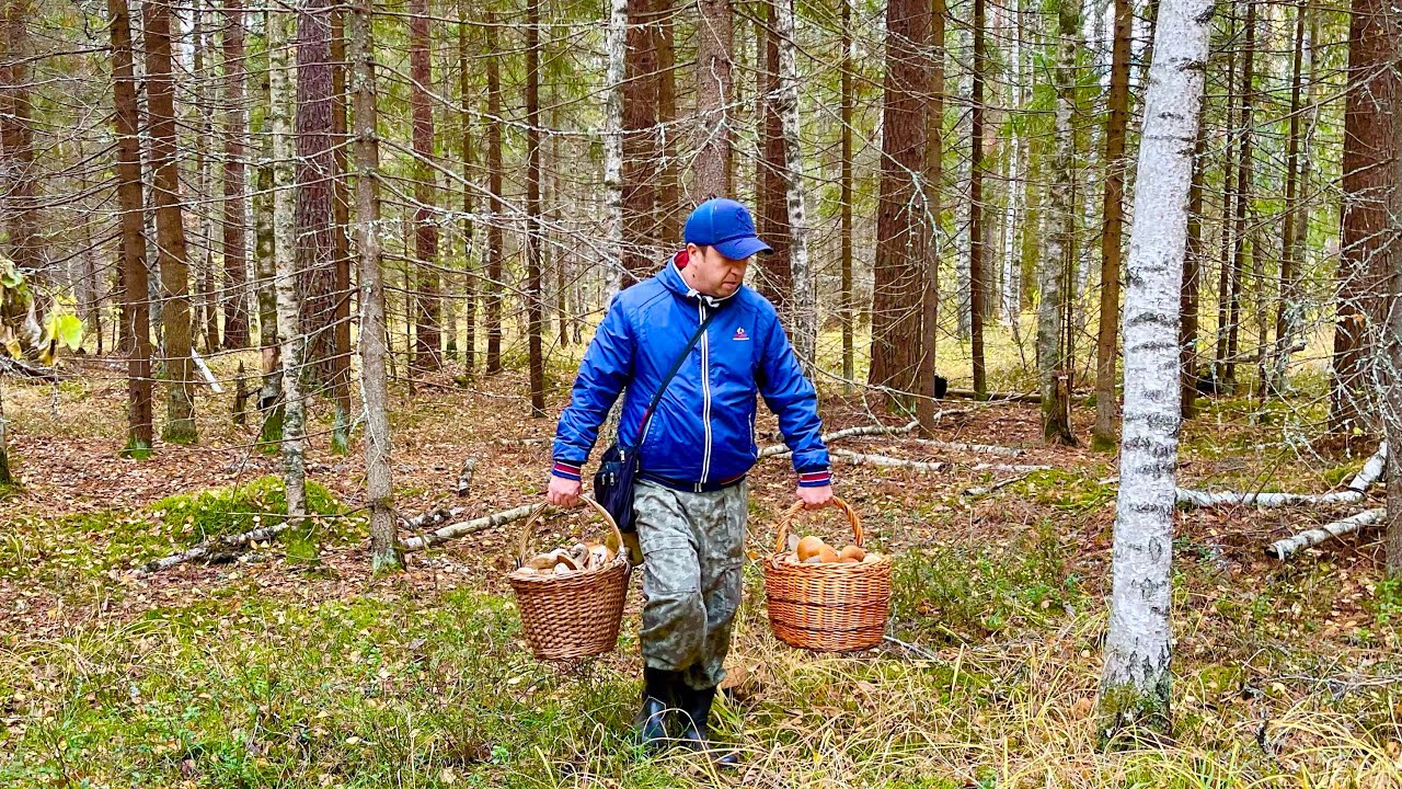 В ЭТОМ ЛЕСУ МНОГО БЕЛЫХ ГРИБОВ! Нетронутый лес с боровиками! Грибы