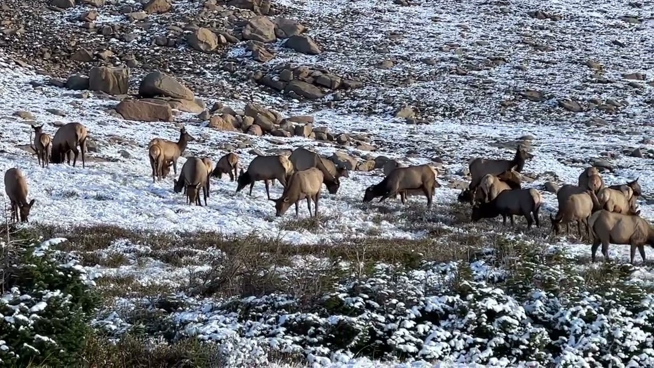 Numerous Elk and wind sound in Rocky Mountain National Park Colorado
