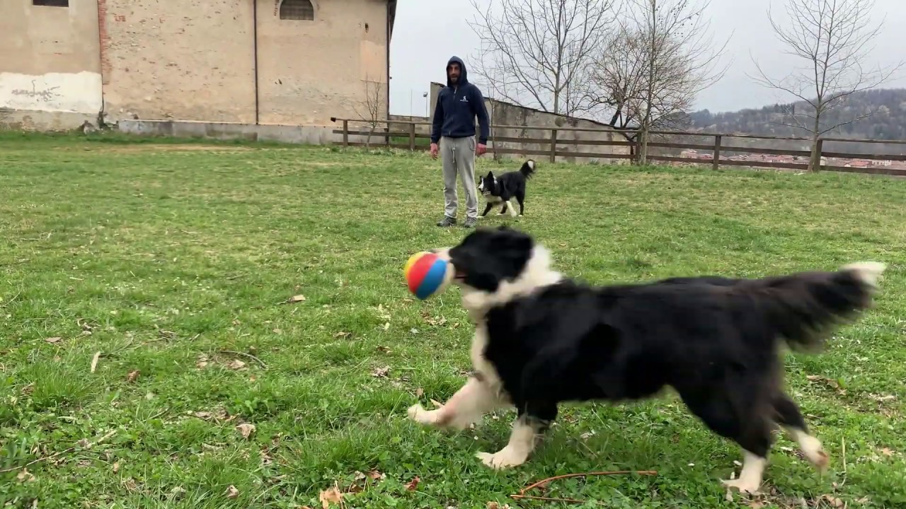 A palla con i pelosi