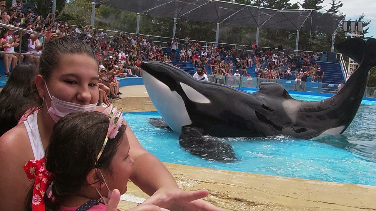 Show de Orcas y Delfines. Temporada 2022. Mundo Marino. Sea World Argentina. 1ra fila