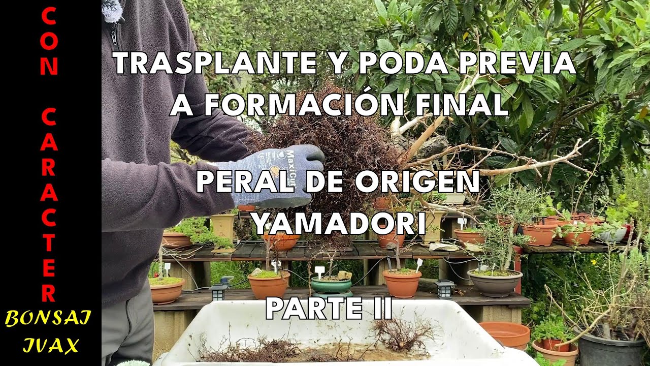 TRASPLANTE Y PODA DE PERAL DE ORIGEN YAMADORI PARTE 2