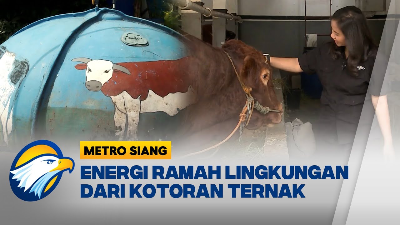 Ayo Cari Tahu - Biogas dari Kotoran Ternak Sebagai Solusi Energi Hijau - [Metro Siang]