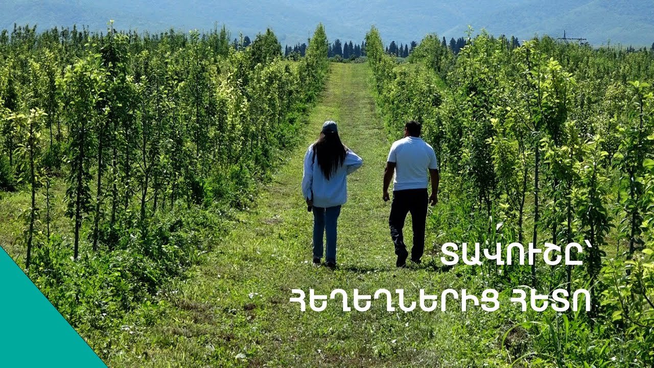 Տևական անձրևները վնասել են նաև Պտղավանի այգիները