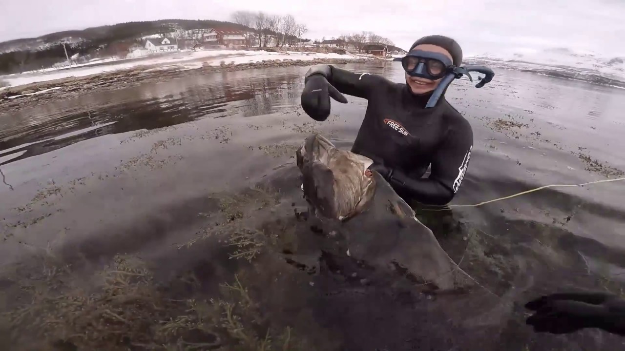 Spearfishing 70kg Halibut, Norway