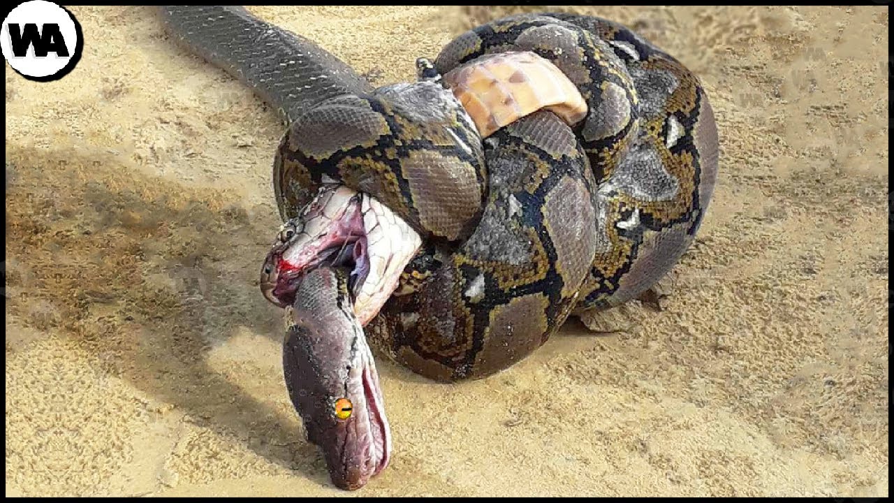 Voici Pourquoi le Cobra Royal Déteste les Autres Serpents