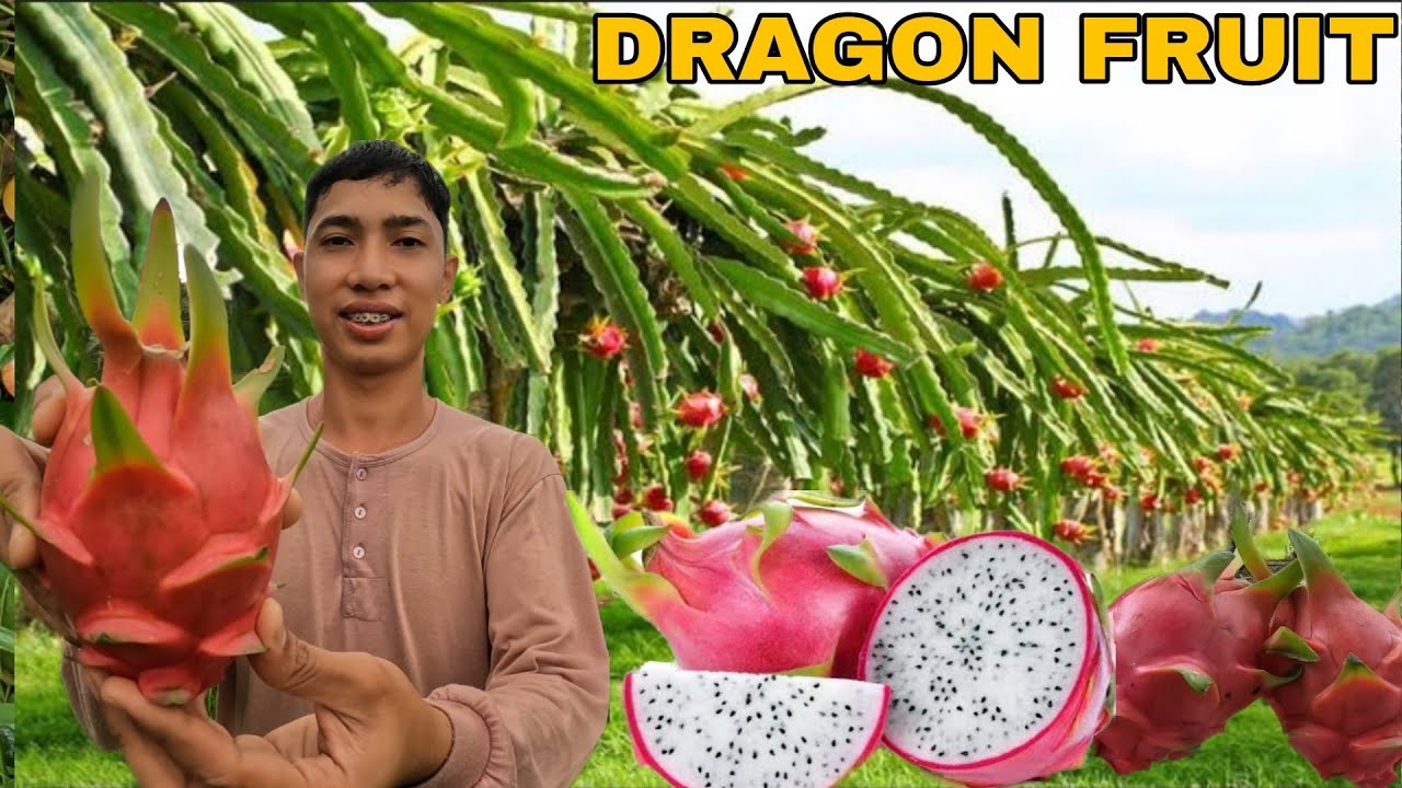 MASARAP NA VARIETY NA DRAGON FRUIT..PAGLILINIS NG KUBOTA