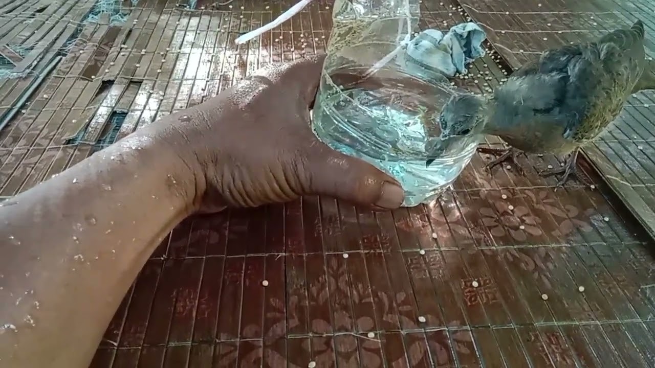 Kasih suap anakan burung terkukur