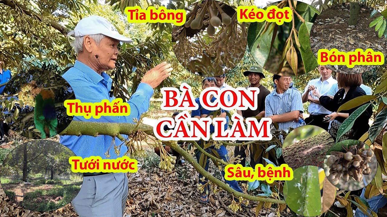 SẦU RIÊNG RA BÔNG CẦN LÀM GÌ - GIẢI ĐÁP CÙNG GIÁO SƯ HÂU | Dr.Plantvn