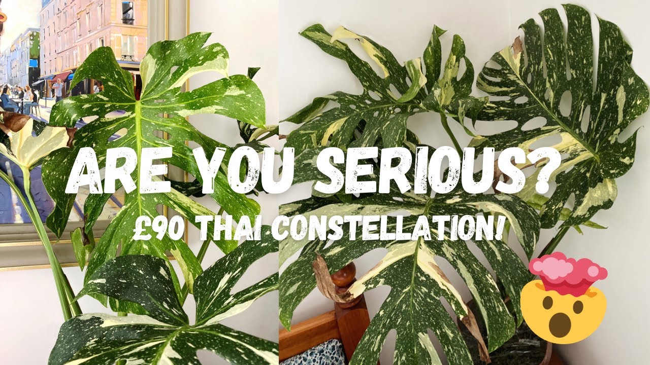 WOW!! £90 Large Form Variegated Monstera Thai Constellation | We Bought 5!