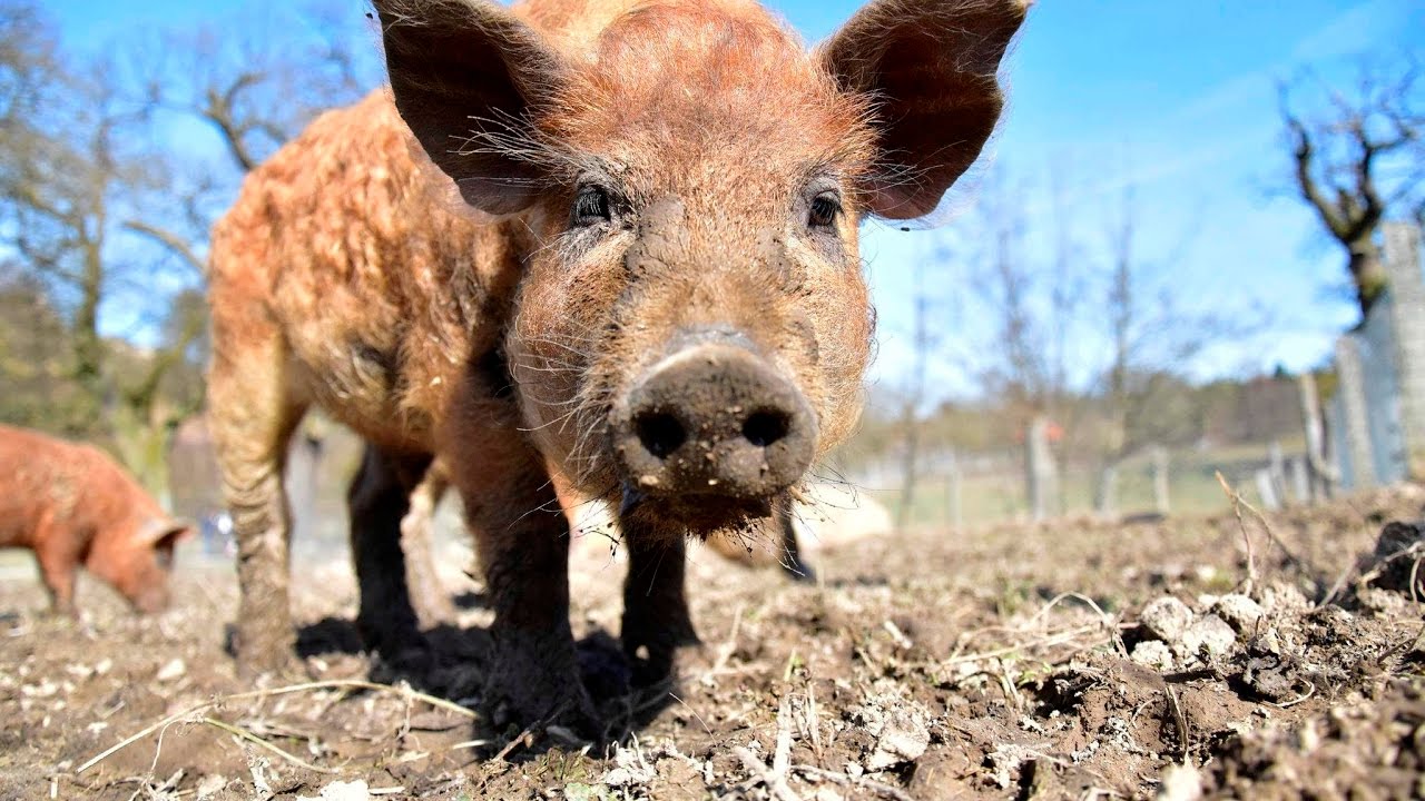 Wollschwein-Babys und Frischlinge im Tierpark Sababurg