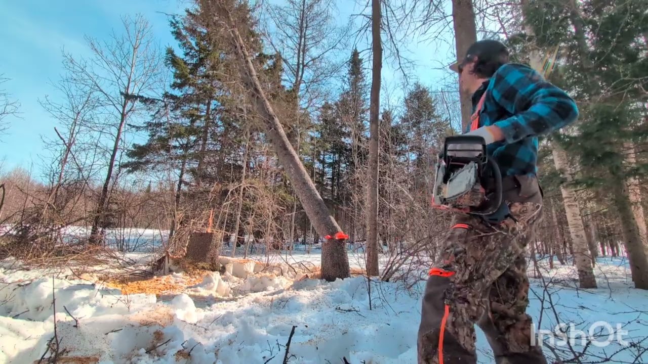 Cutting trees and using a tractor winch