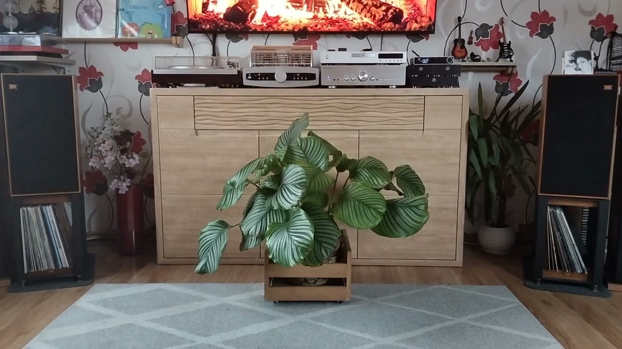 Yaqin MS90b/Wharfedale Linton 85/ Topping E70 Velvet.