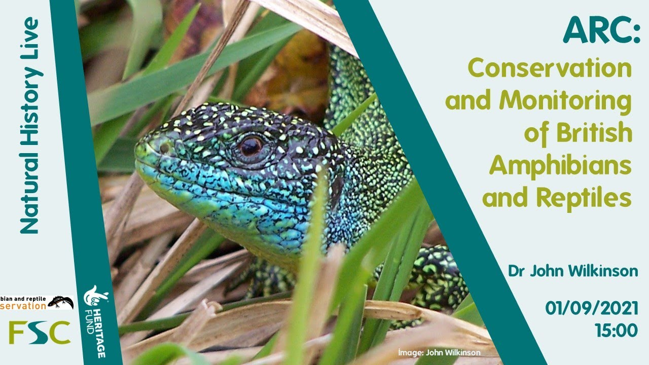 Conservation and Monitoring of British Amphibians and Reptiles (Natural History Live)