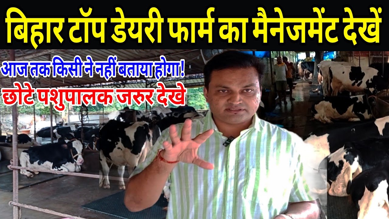 बिहार टाॅप👍डेयरी फार्म में डेयरी,ब्रीड-फीड मैनेजमेंट देखें/tdm dairy farm mokama bihar/hf farm bihar