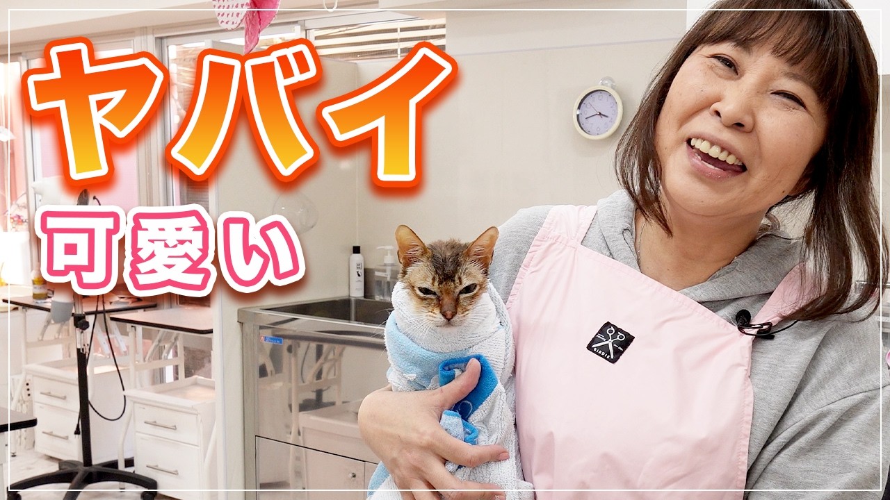 【ラウトくん】チャンネル初登場のシンガプーラをお包みニャンコにしたらコケシみたいになったｗ【シンガプーラ】
