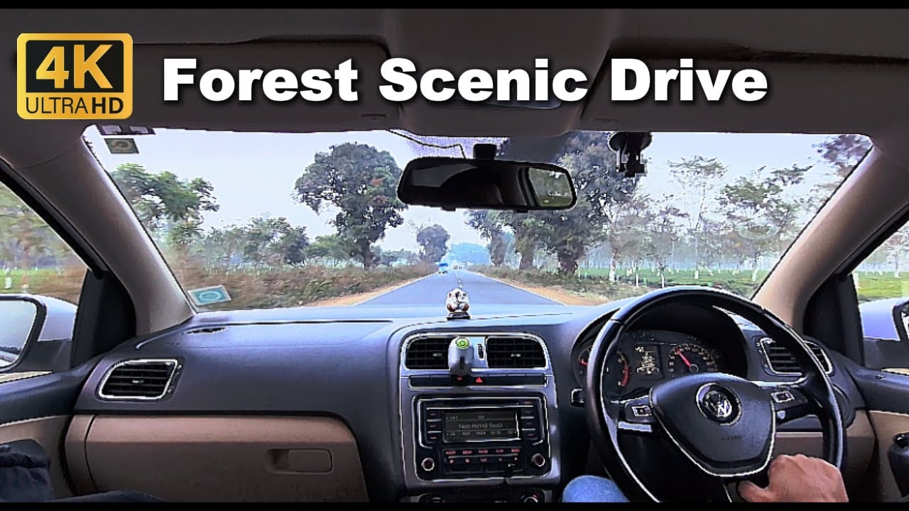 Exploring Gorumara: A Serene Forest Drive Through India's Wild Side