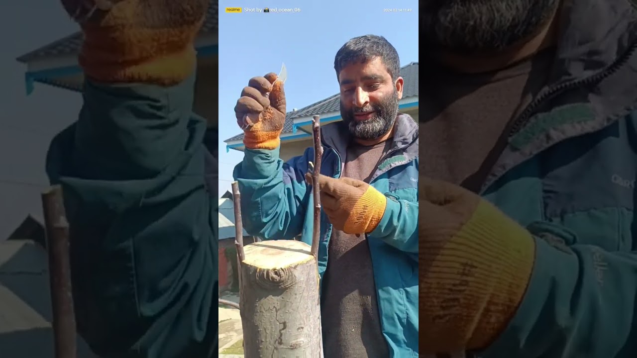 Grafting new methods//kashmir apple//ss2@sheikhirshad_kashmiri