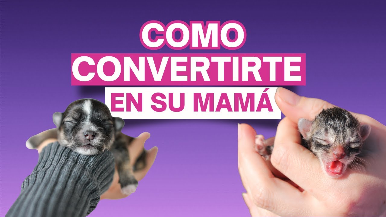 Cuidados de un Gatito o Perrito recién nacido - Guía para principiantes