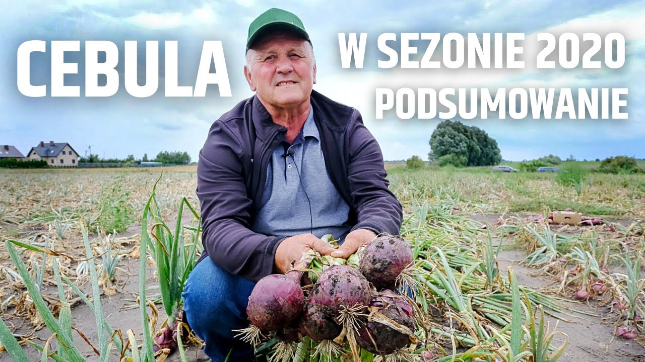 Cebula w sezonie 2020 - krótkie podsumowanie