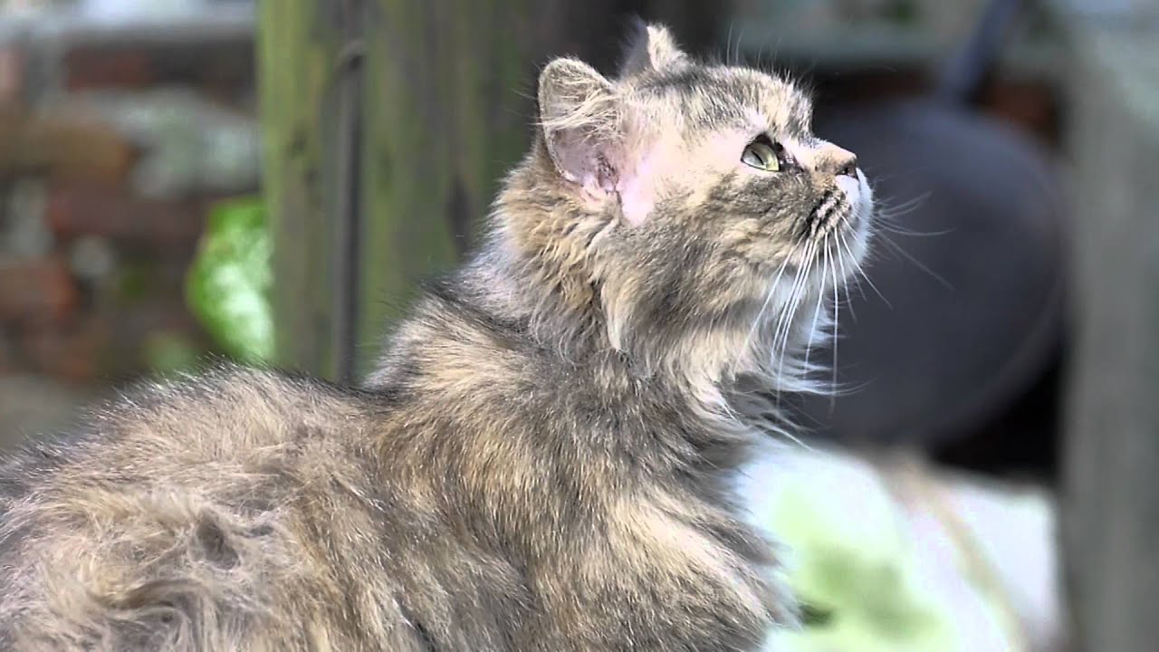 有貓相隨，侯硐最美  Houtong Station - Cat Village ( GF2 Video Hack PTOOL v3.64 )