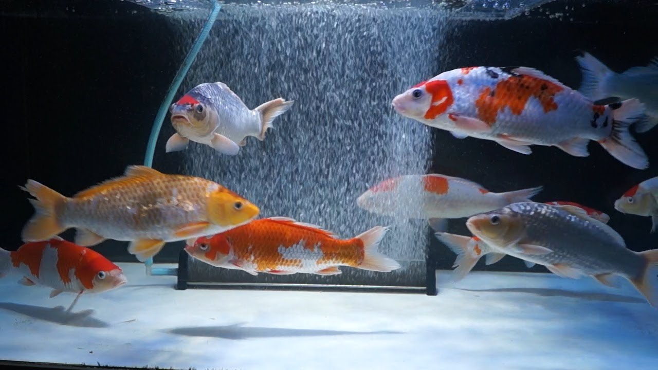 【錦鯉】水槽飼育の夢が叶う