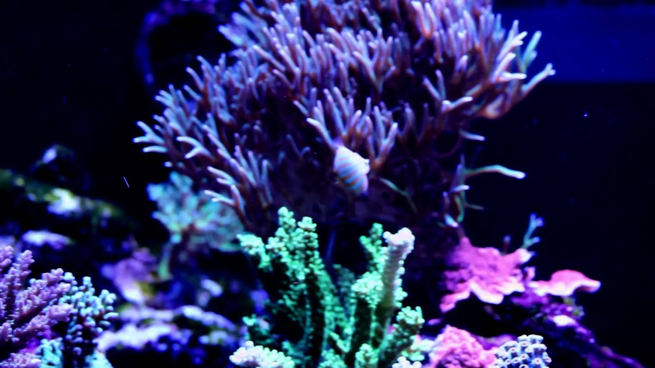 Checking out Nathan's Amazing Mixed Reef
