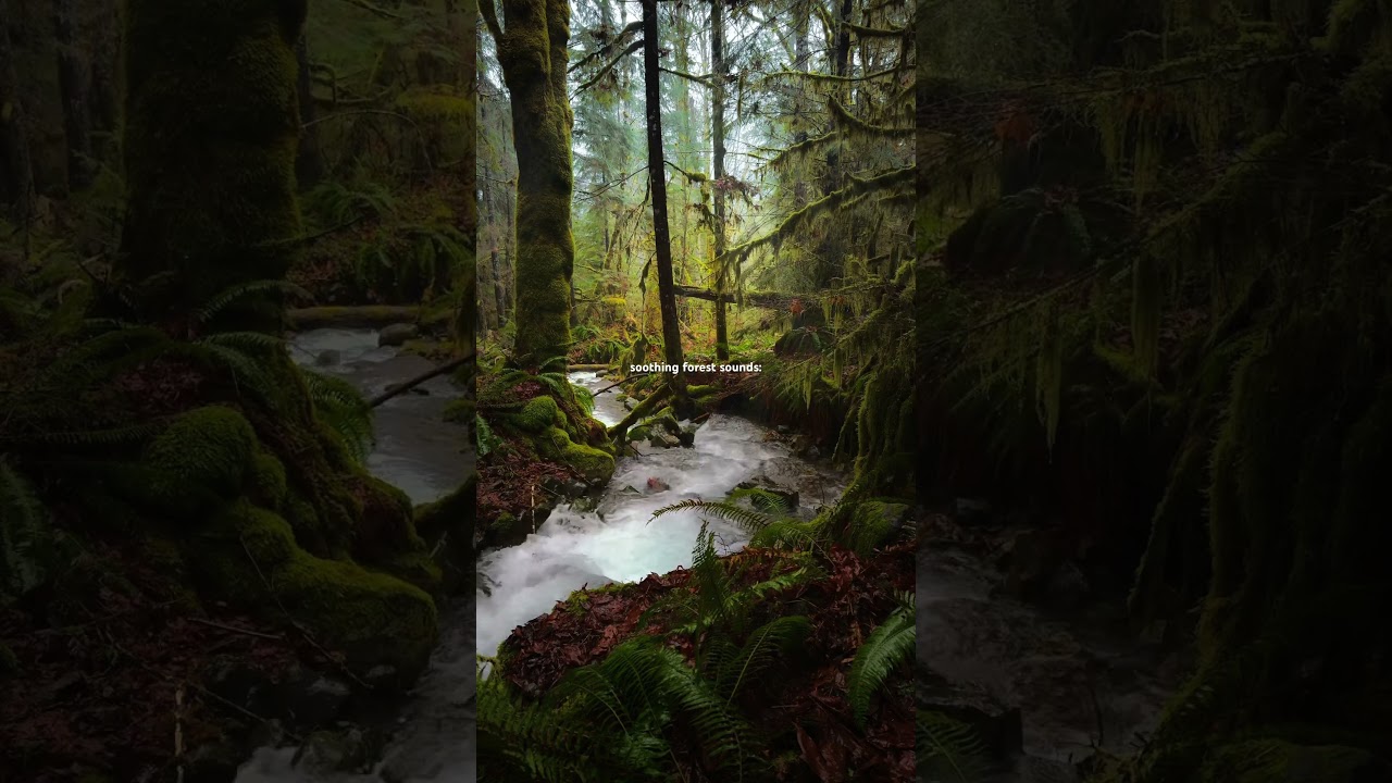 Forest sounds | Pure nature ambience