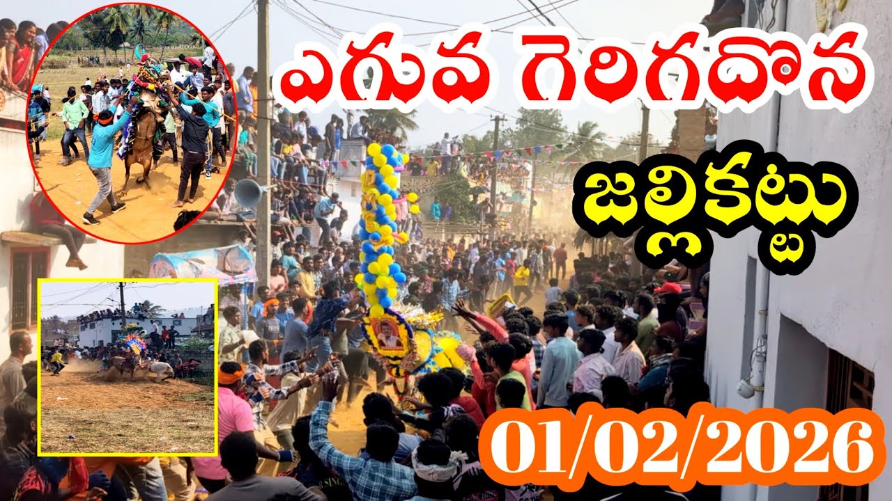 ఎగువగెరిగదొన జల్లికట్టు 💥🐂01/02/2026 eguvagerigadhona jallikattu! Chittoor jallikattu!ap Jallikattu 