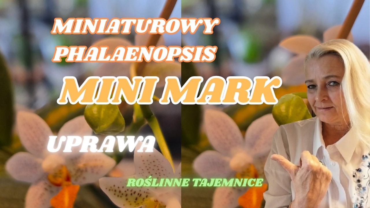 JAK UPRAWIAĆ MINIATUROWEGO PHALAENOPSISA MINI MARK