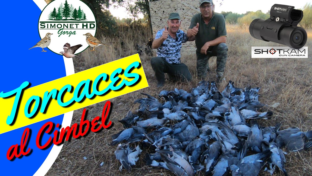 🔷​ Torcaces al 𝓒𝓲𝓶𝓫𝓮𝓵 | 📽️​ | Un día de Palomas en Media Veda 🕊️​