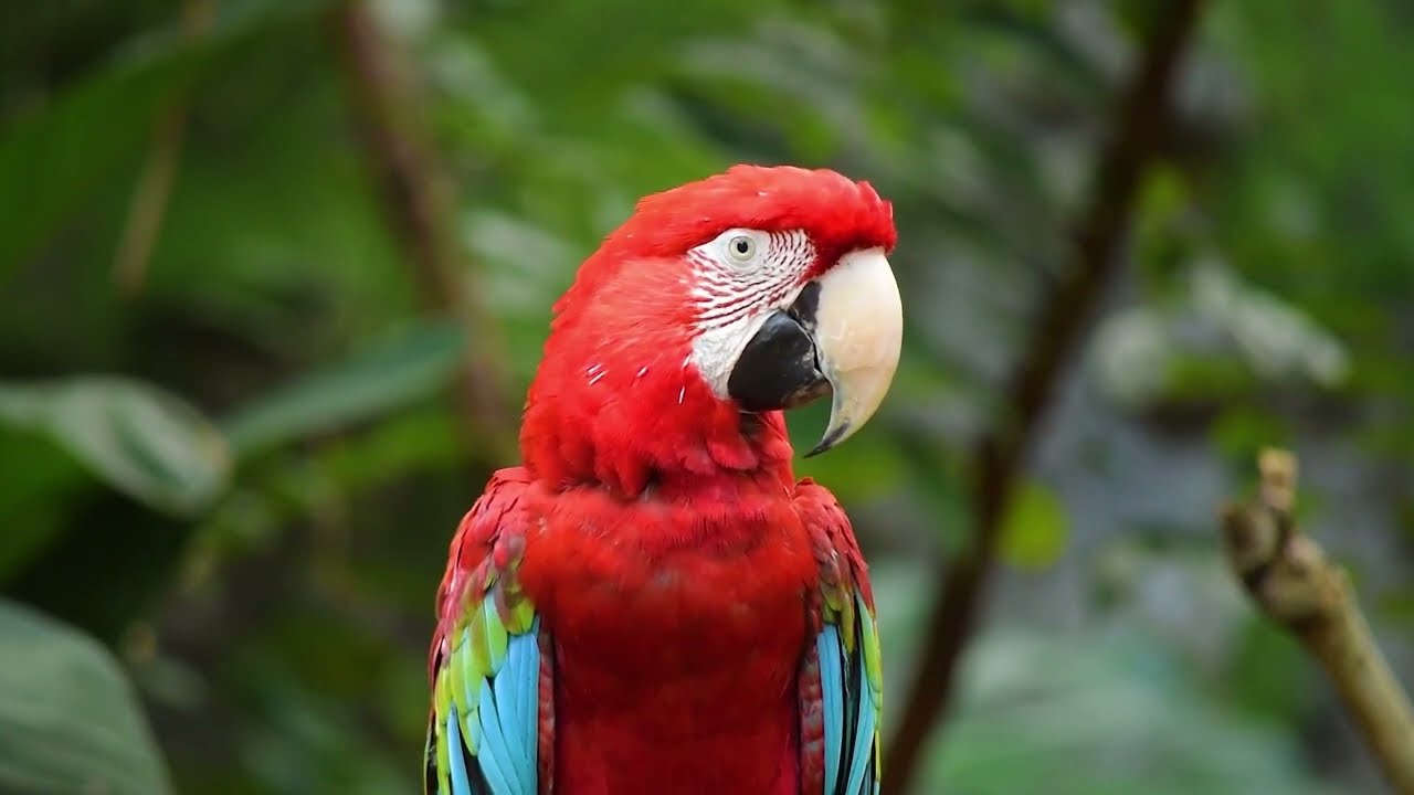 Most Beautiful Singing Birds | Relaxing Music with Birds Singing | Relaxing Nature Sounds 4K HD