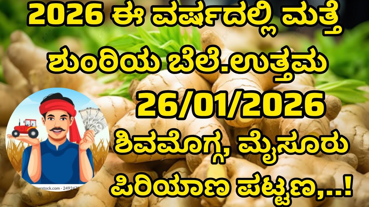 New ginger rate today in karnataka..✅ಇಂದಿನ ಶುಂಠಿ ಬೆಲೆ ಉತ್ತಮ ✅  #apmc #market #gingerprice
