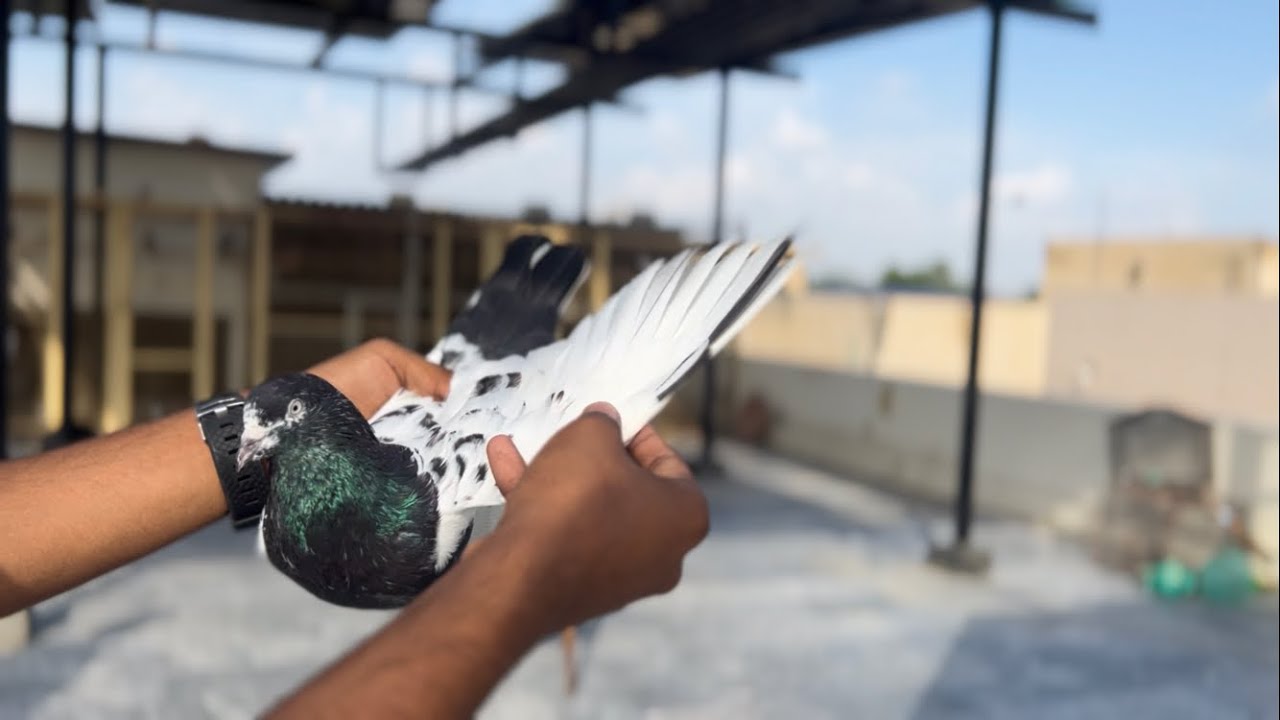 Indian Rampuri Candakahni Pigeon ka Setup part (1)