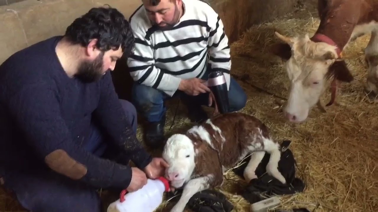 Yeni doğmuş buzağı/ kolostrum ilk anne sütü çok aşırı önemli 