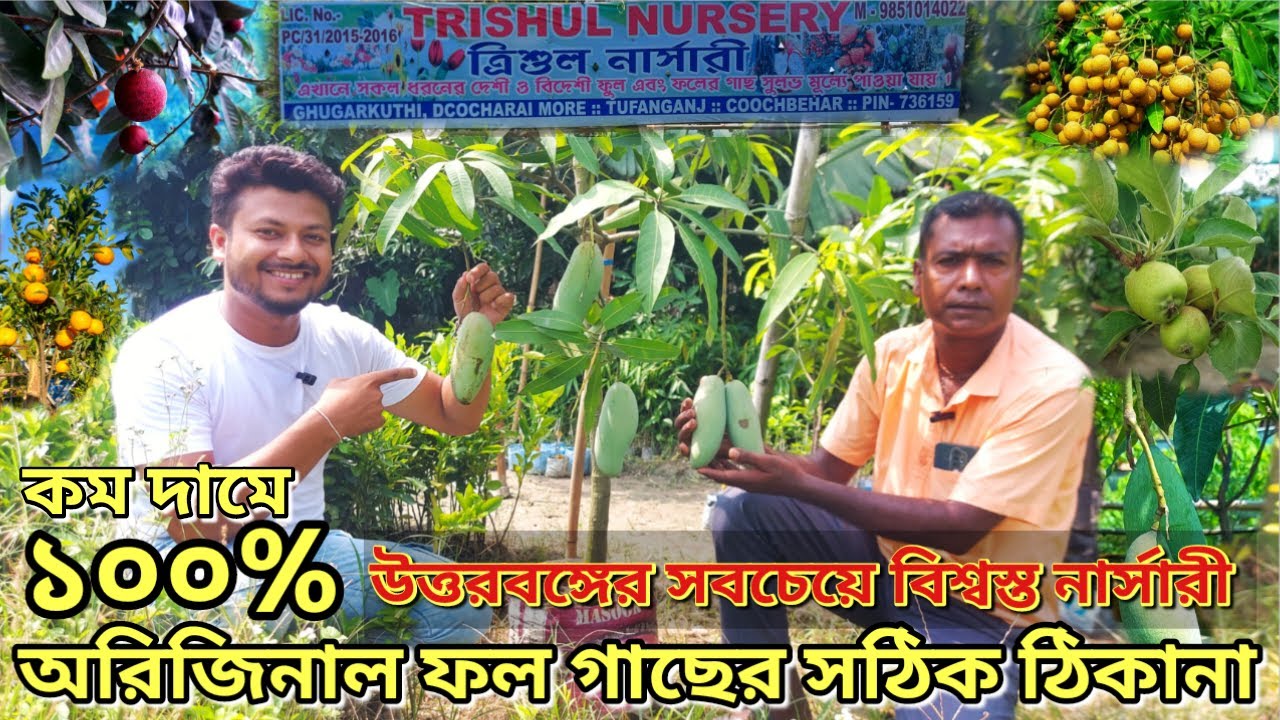অরিজিনাল সব ধরনের ফলগাছের সঠিক ঠিকানা।উত্তরবঙ্গের সেরা নার্সারী ভিসিট।Best Nursery for fruit Plants।