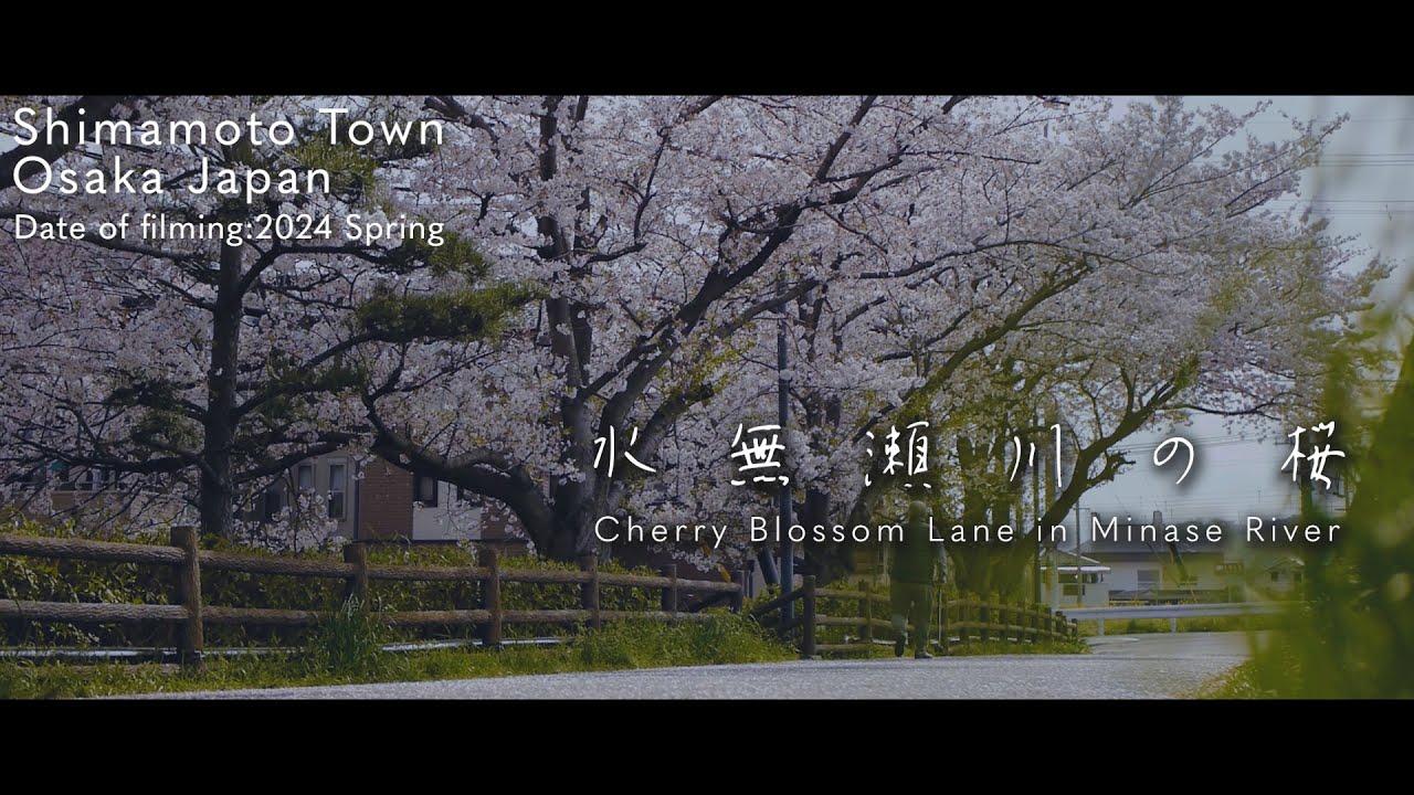 【島本町】水無瀬川の桜【島本よいとこNo.001】