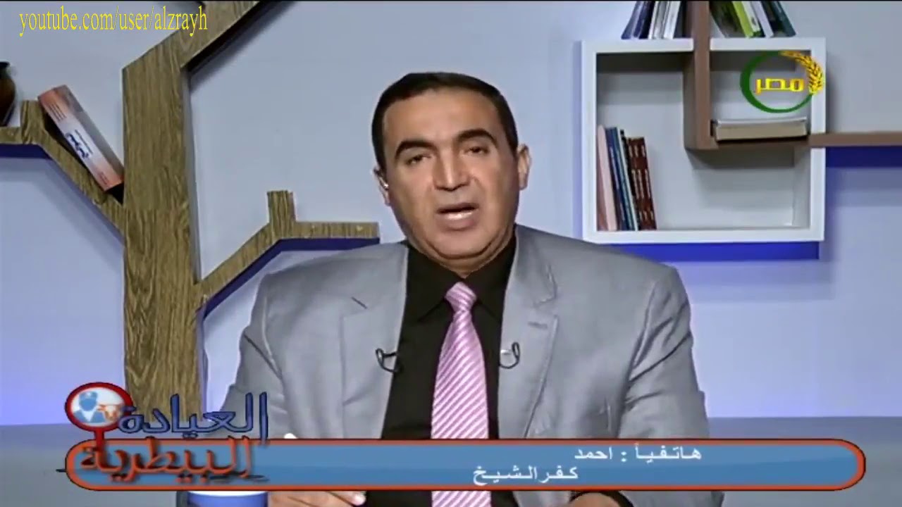 واهم الاشتراطات قبل بدا مشروع تربية الابقار الهولشتاين الحلابة وهل يمكن التربية فى زريبة مغلقة