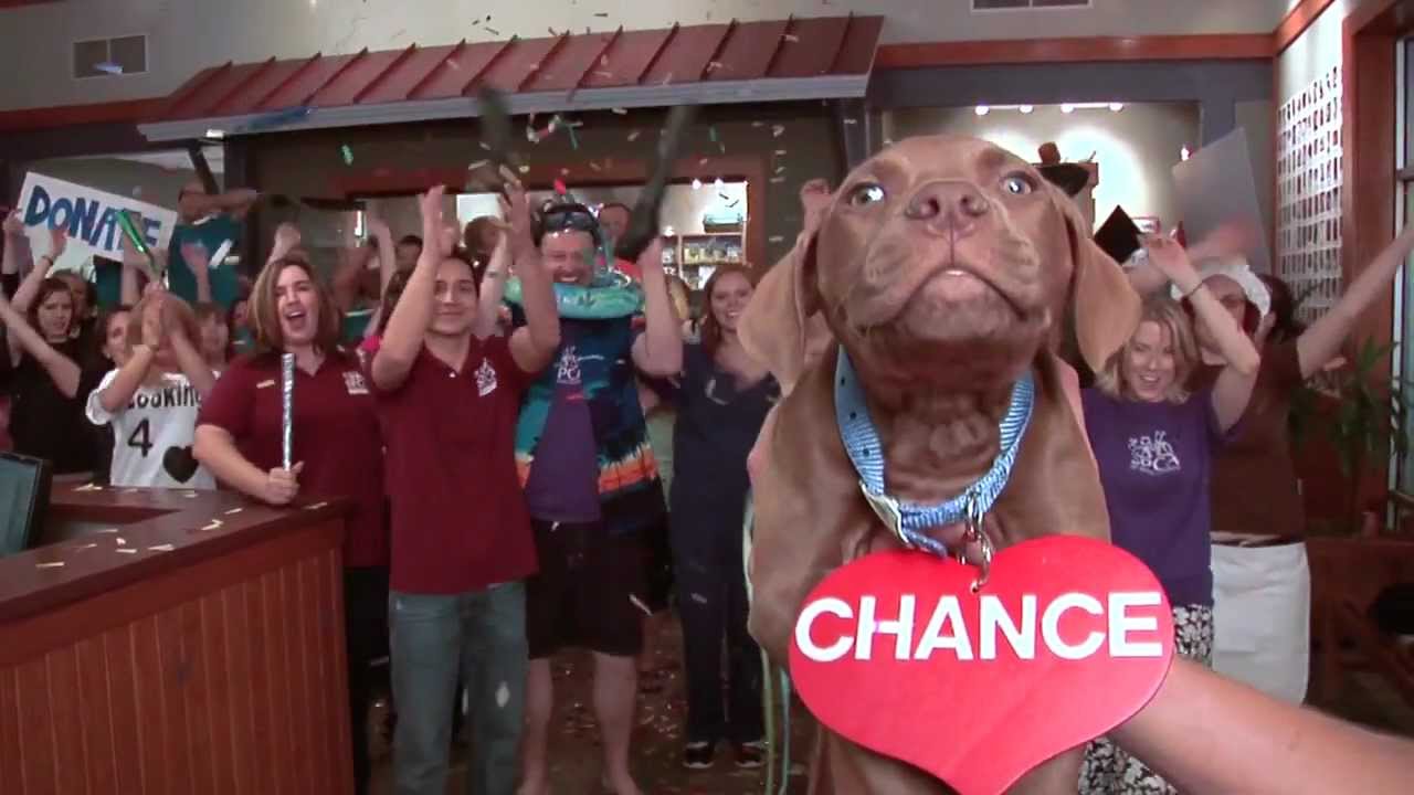 ABBA goes to the dogs!