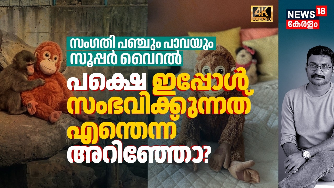 സംഗതി Punch Monkeyയും Plush Toyയും Super Viral, പക്ഷെ ഇപ്പോൾ സംഭവിക്കുന്നത് എന്തെന്നറിഞ്ഞോ? 4K|N18G