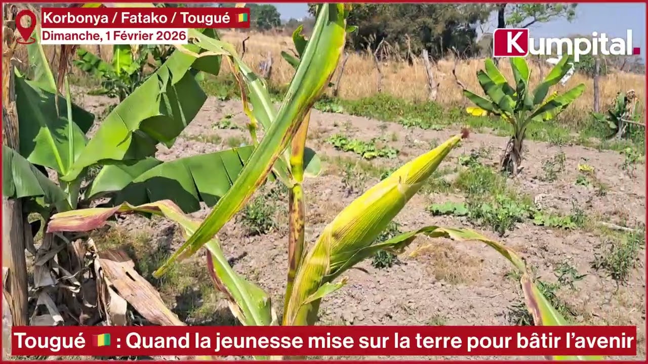 Tougué / Korbonya 🇬🇳 : Quand la jeunesse mise sur la terre pour bâtir l’avenir ❤️💛💚