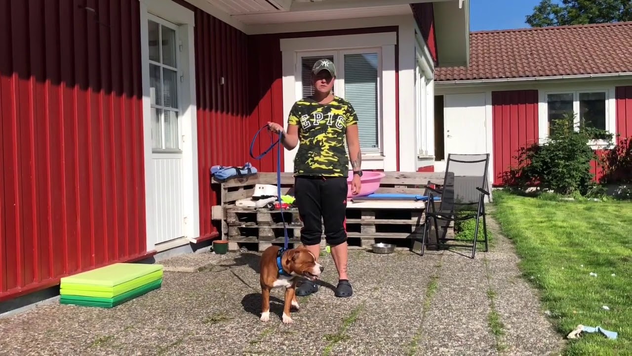 Staffordshire bullterrier träning