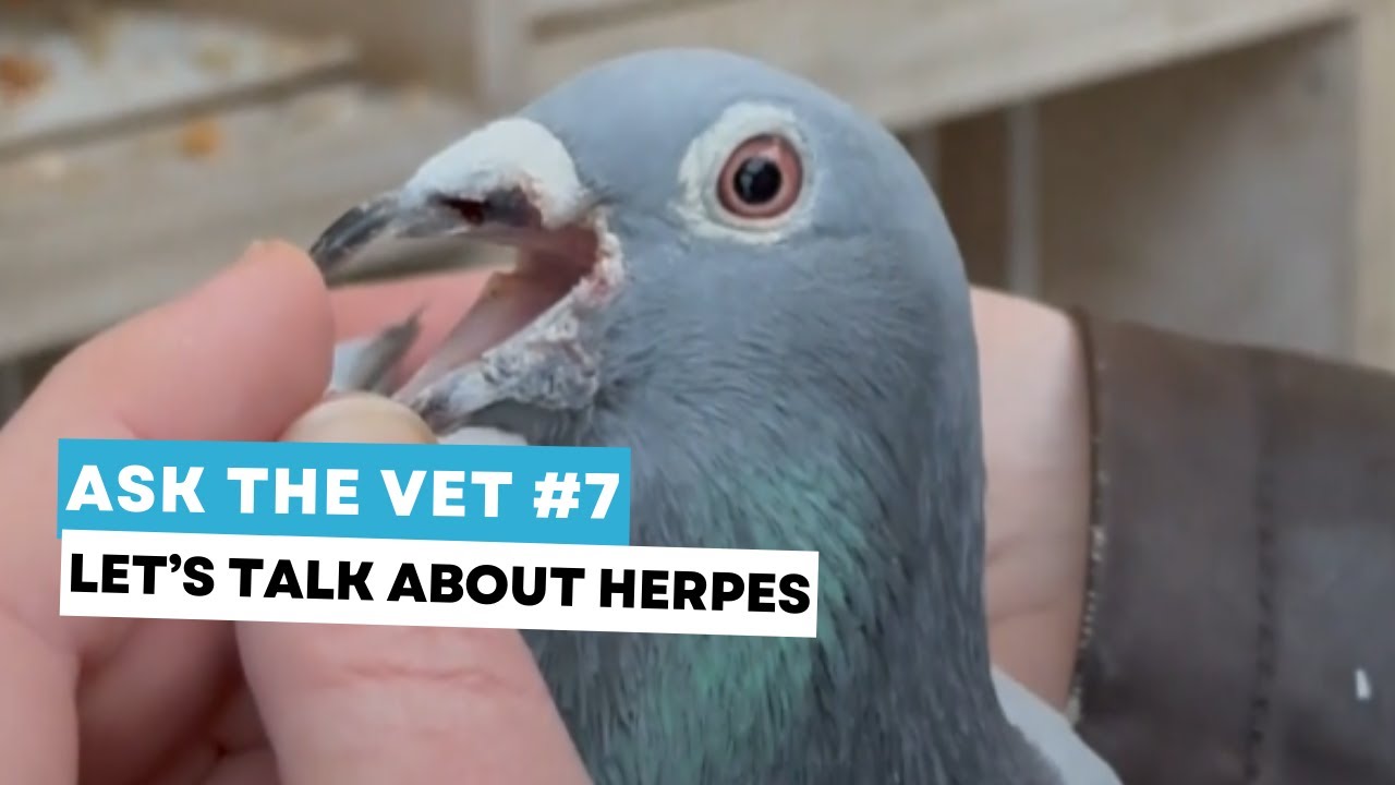 Ask the vet #7: Herpes
