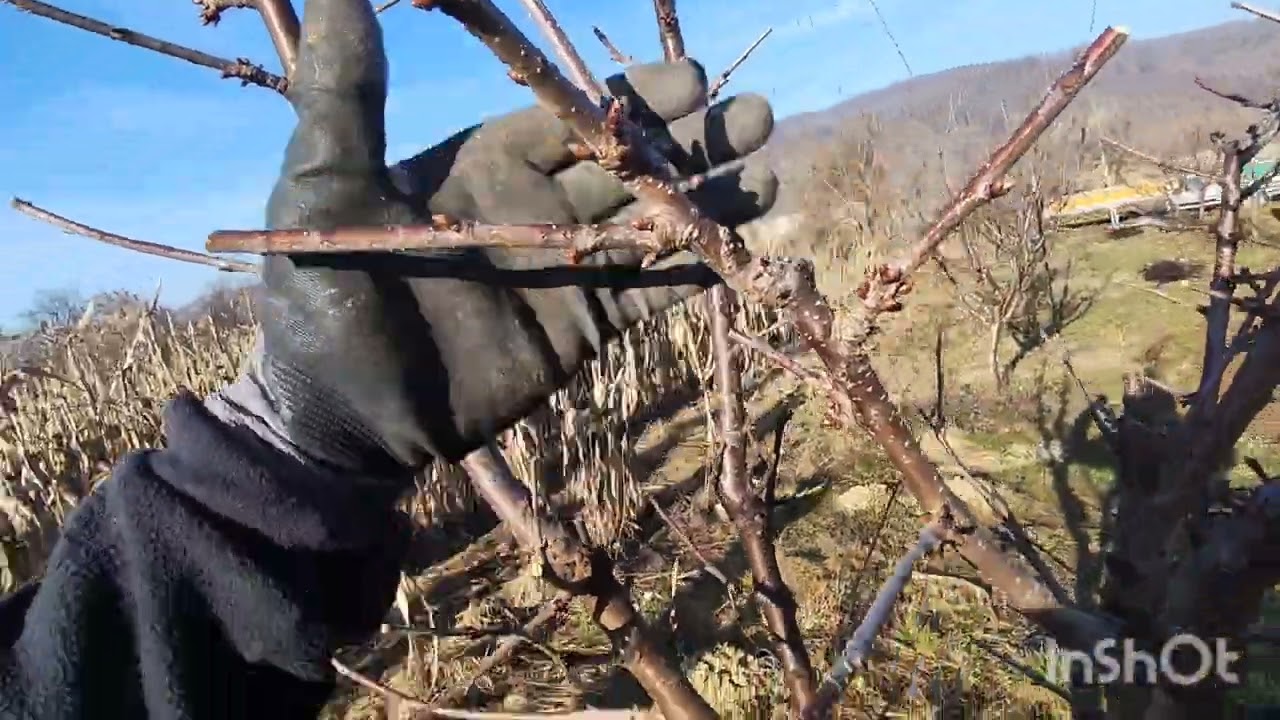 Am treilea an consecutiv în care curăț această livada,cu greu am remediat-o și am dat-o pe rod🫐🍒🍎🍑